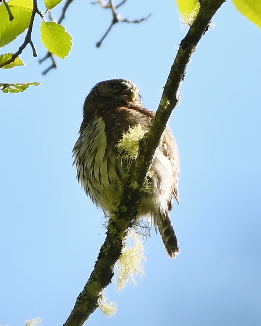 Northern Pygmy-Owl - ML618282229