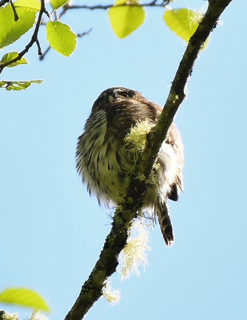 Northern Pygmy-Owl - ML618282230