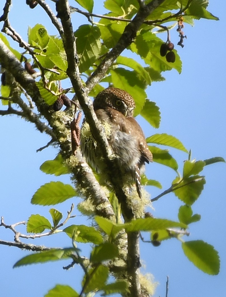 Northern Pygmy-Owl - ML618282232
