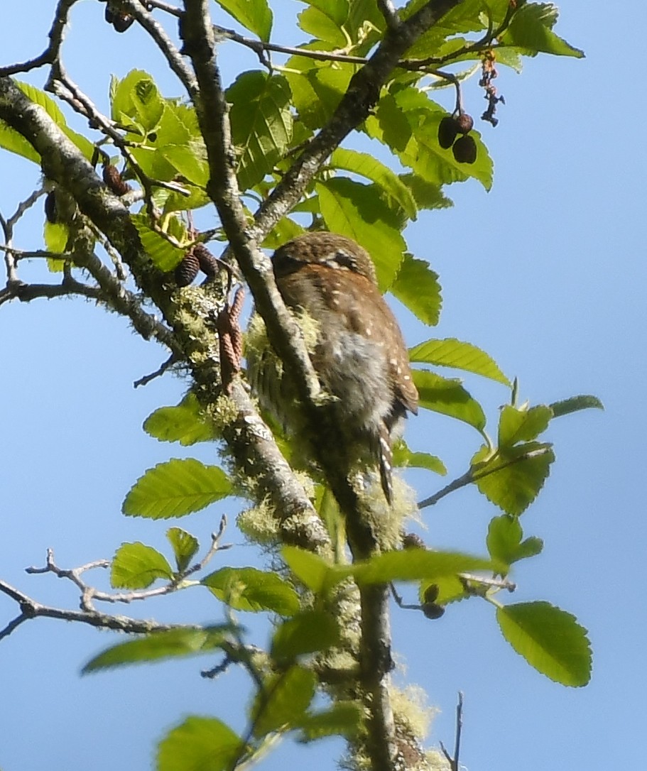 Northern Pygmy-Owl - ML618282233
