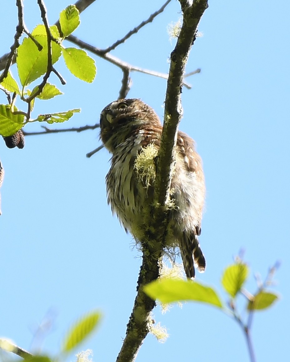 Northern Pygmy-Owl - ML618282234