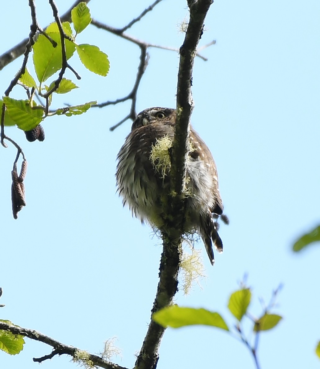 Northern Pygmy-Owl - ML618282235