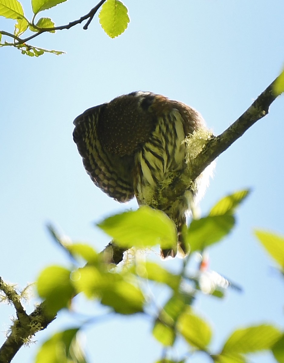 Northern Pygmy-Owl - ML618282236