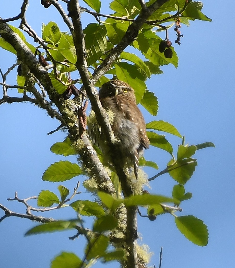 Northern Pygmy-Owl - ML618282237