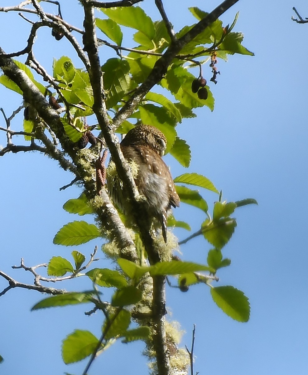 Northern Pygmy-Owl - ML618282238