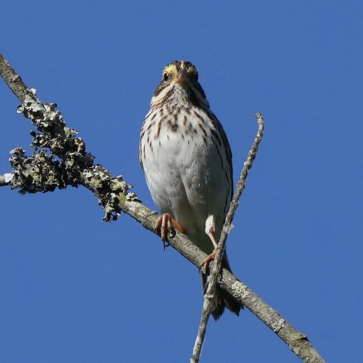 Savannah Sparrow - ML618282252