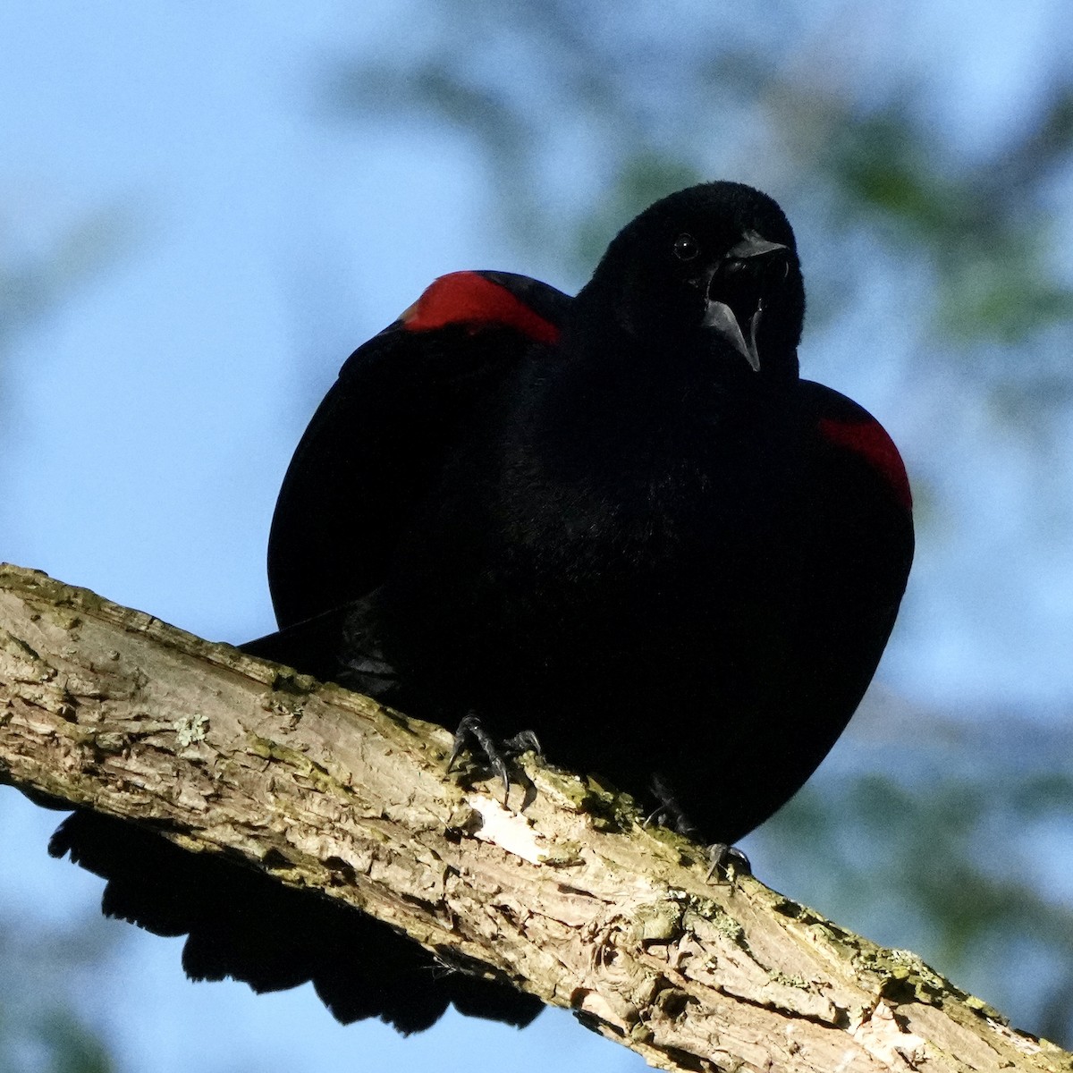 Red-winged Blackbird - Charlene Fan