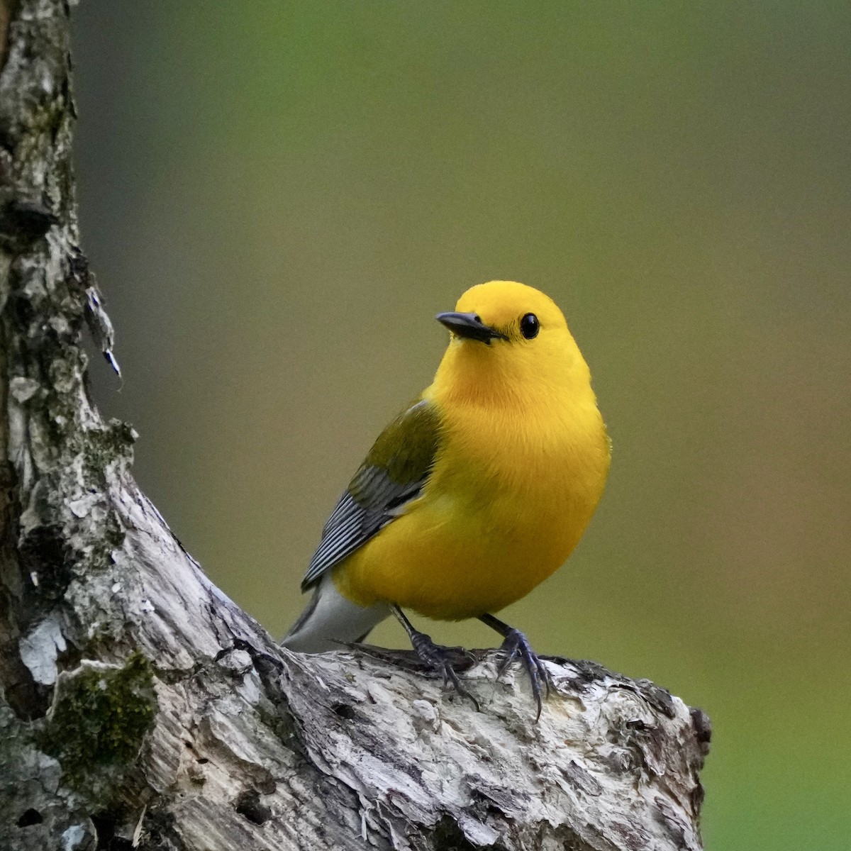 Prothonotary Warbler - ML618282287
