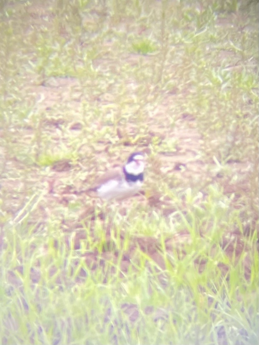 Semipalmated Plover - ML618282288
