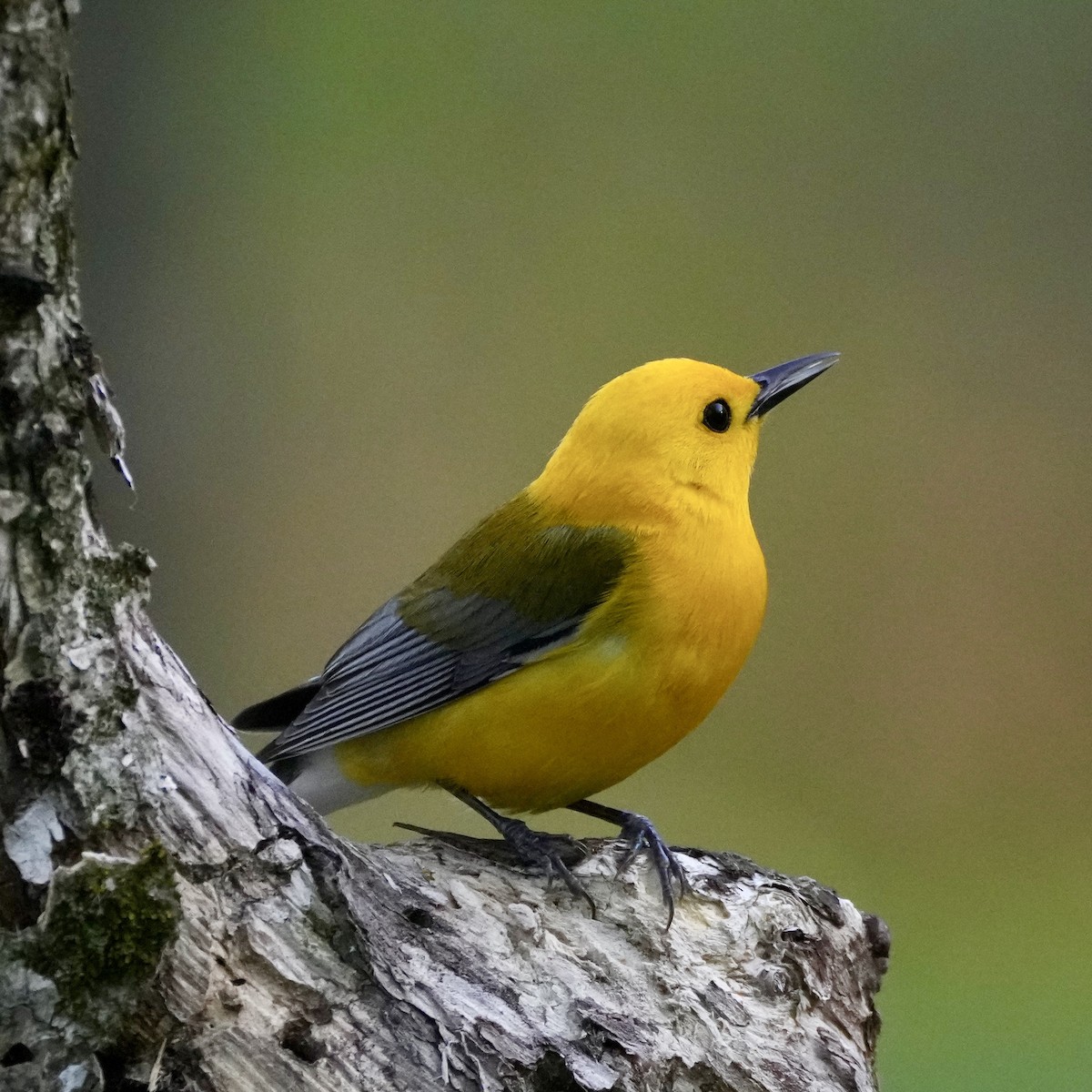 Prothonotary Warbler - ML618282289