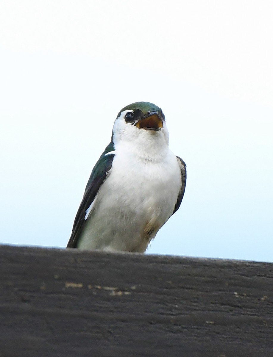 Violet-green Swallow - ML618282293