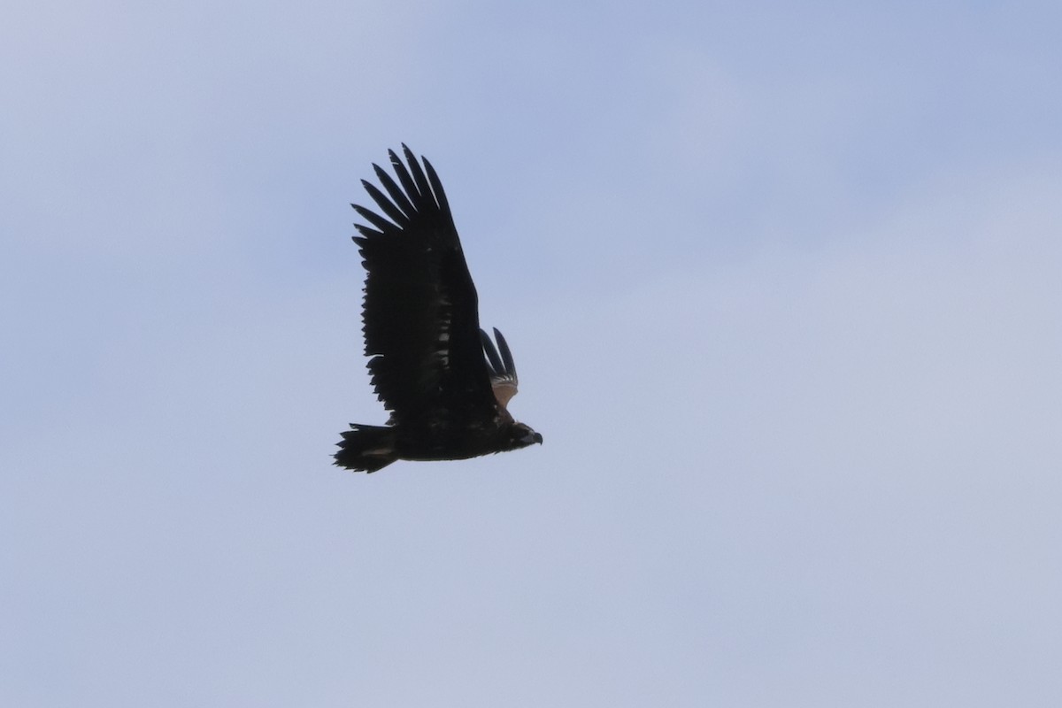 Cinereous Vulture - ML618282317