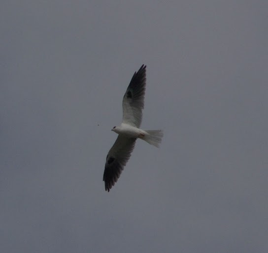 White-tailed Kite - ML618282338