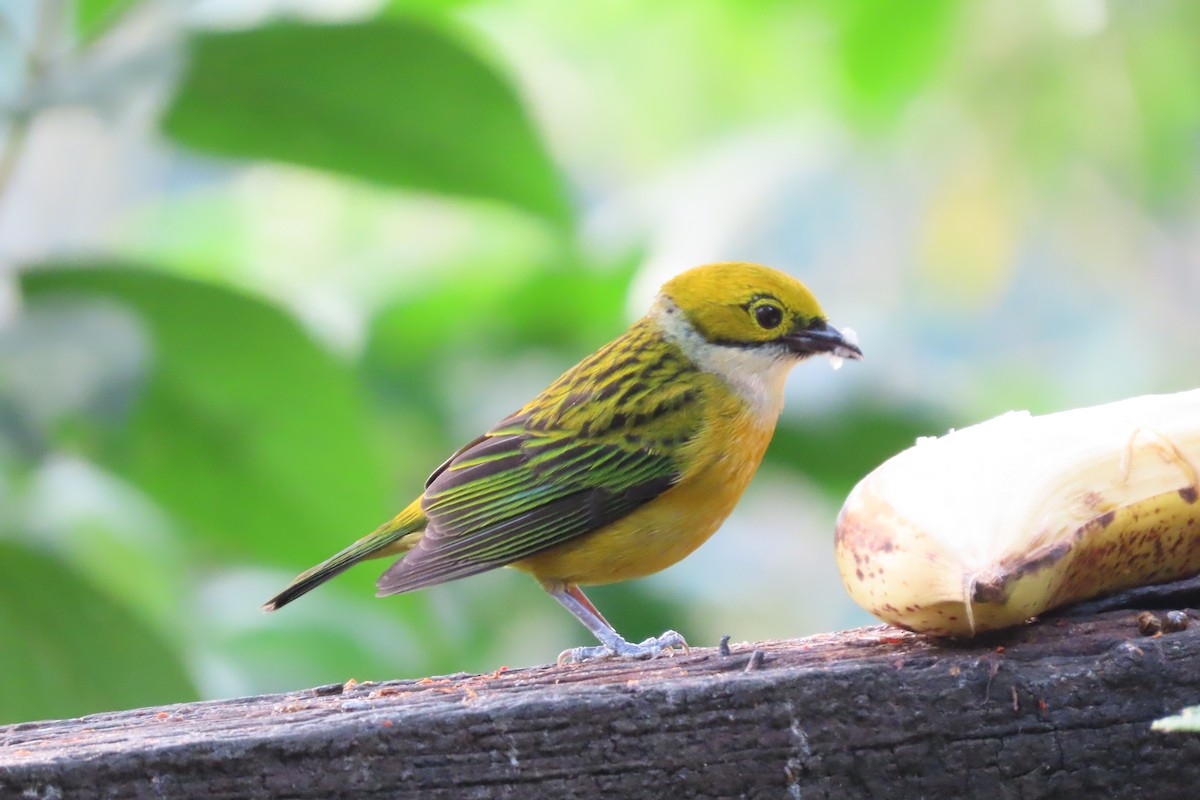 Silver-throated Tanager - ML618282340
