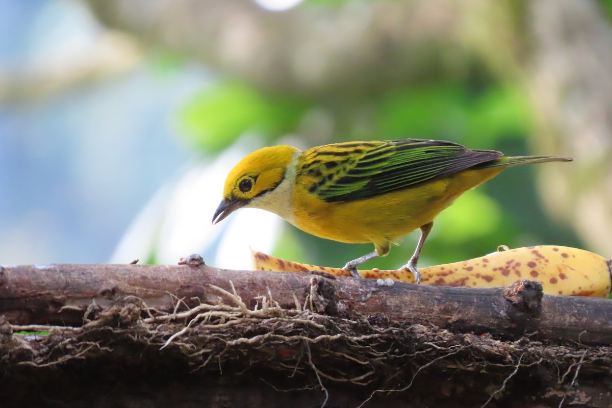 Silver-throated Tanager - ML618282341