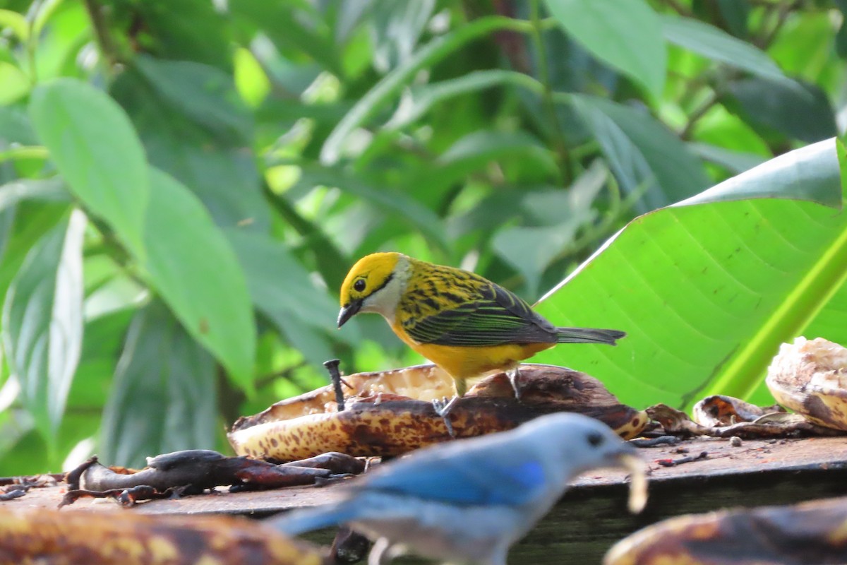 Silver-throated Tanager - ML618282343