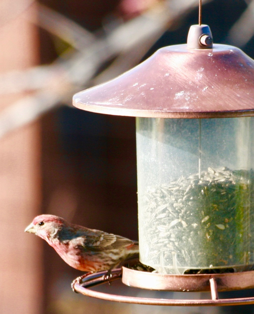 House Finch - Renee Coon