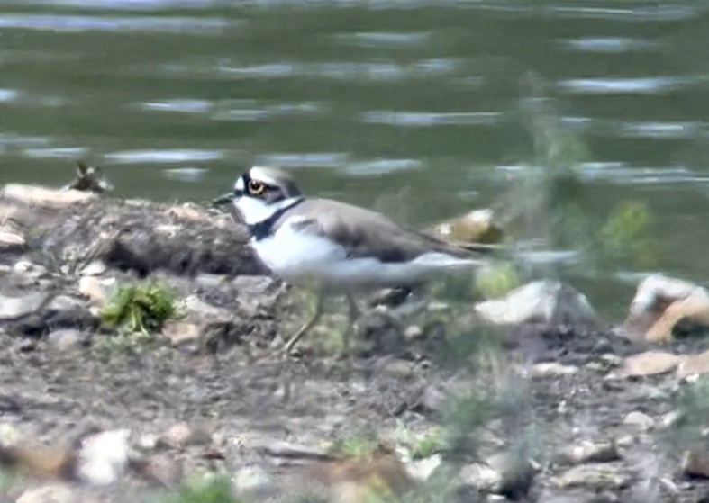 Little Ringed Plover - Patrick Finch