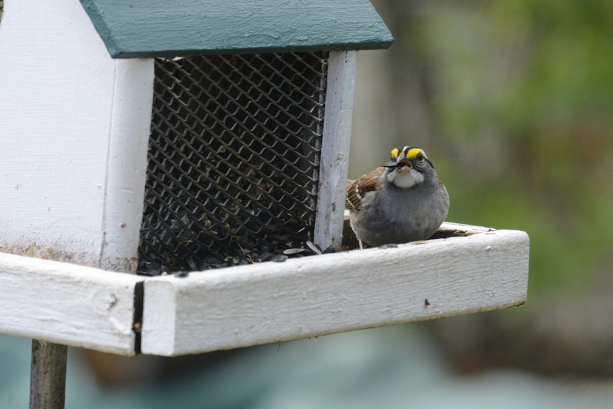 White-throated Sparrow - ML618282386