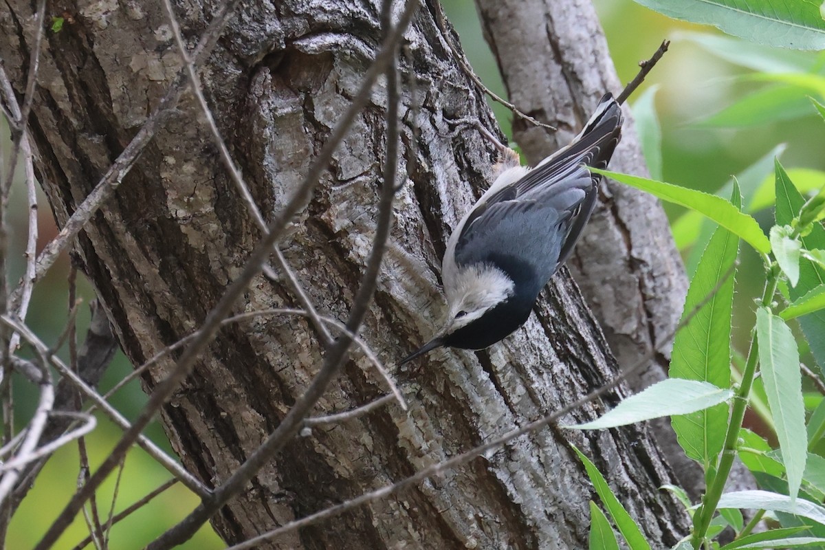 White-breasted Nuthatch - Tom Fangrow