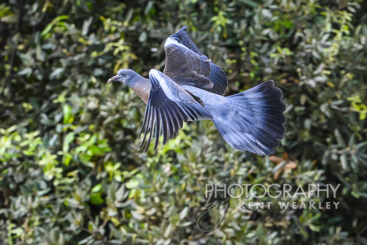 Common Wood-Pigeon - Kent Weakley