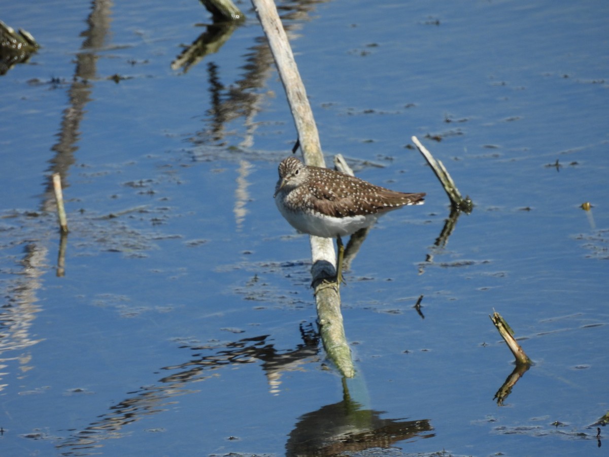 Solitary Sandpiper - Peggy Gierhart