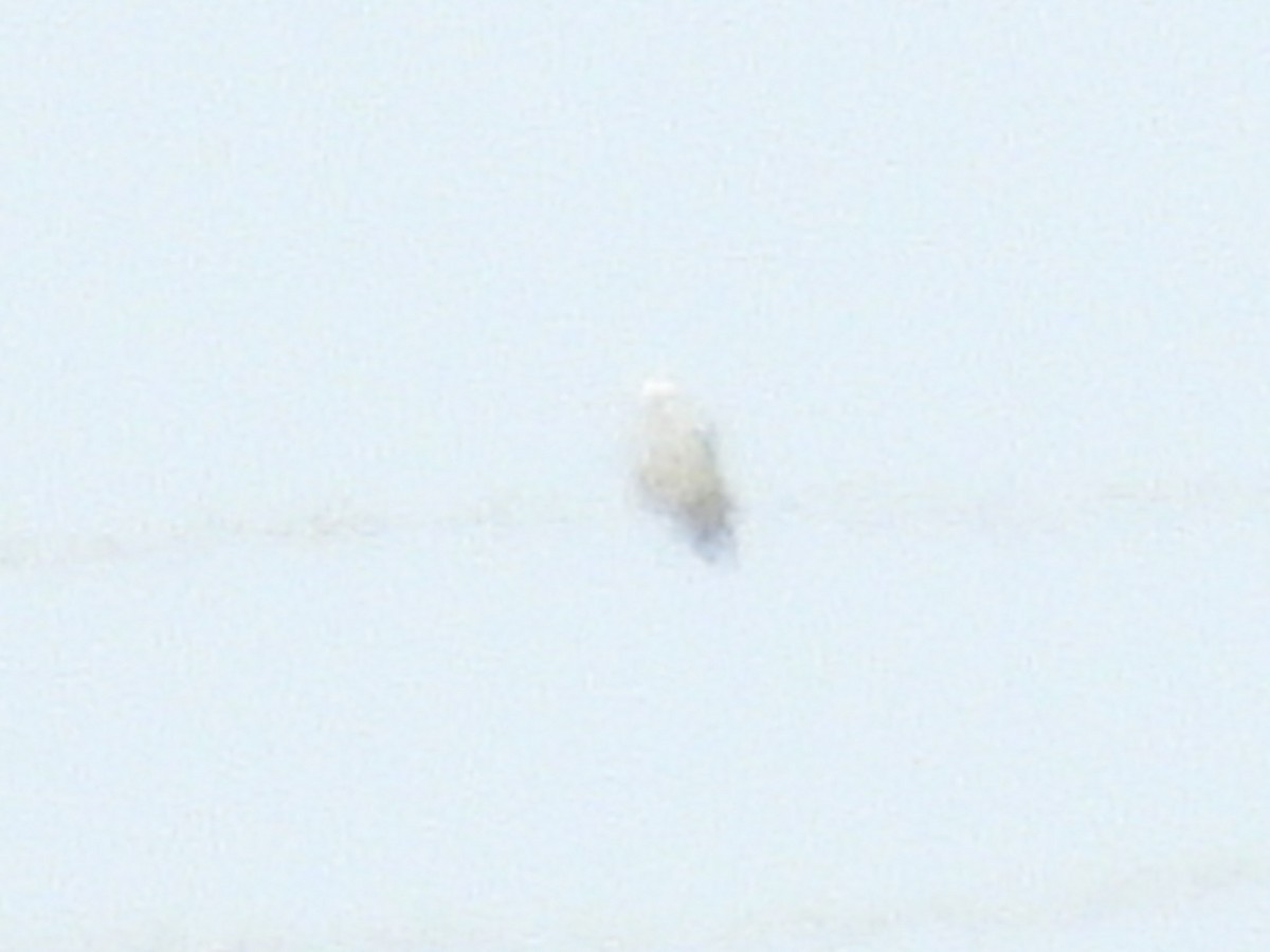 White-tailed Kite - Lisa Schibley
