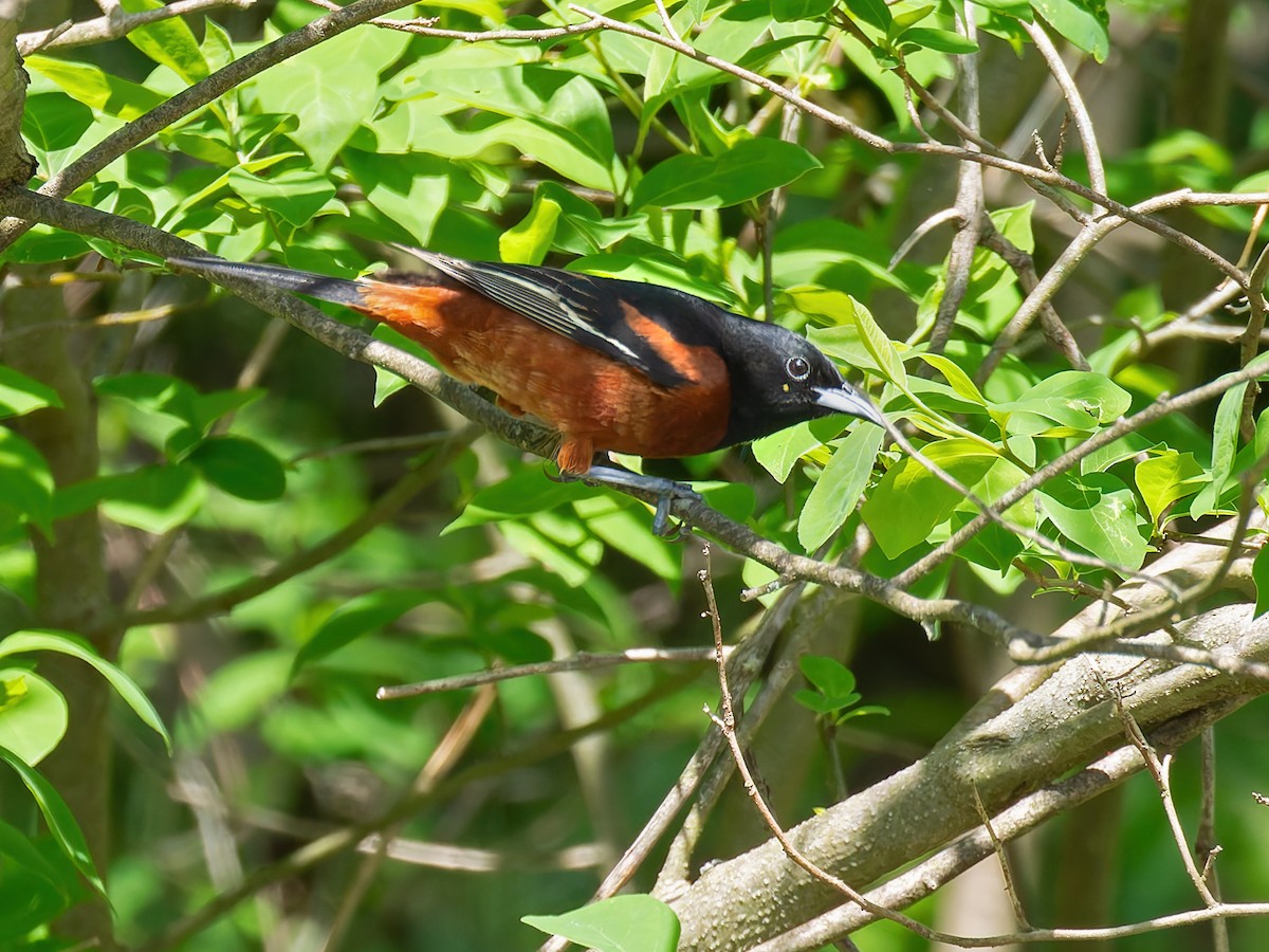 Orchard Oriole - ML618282434