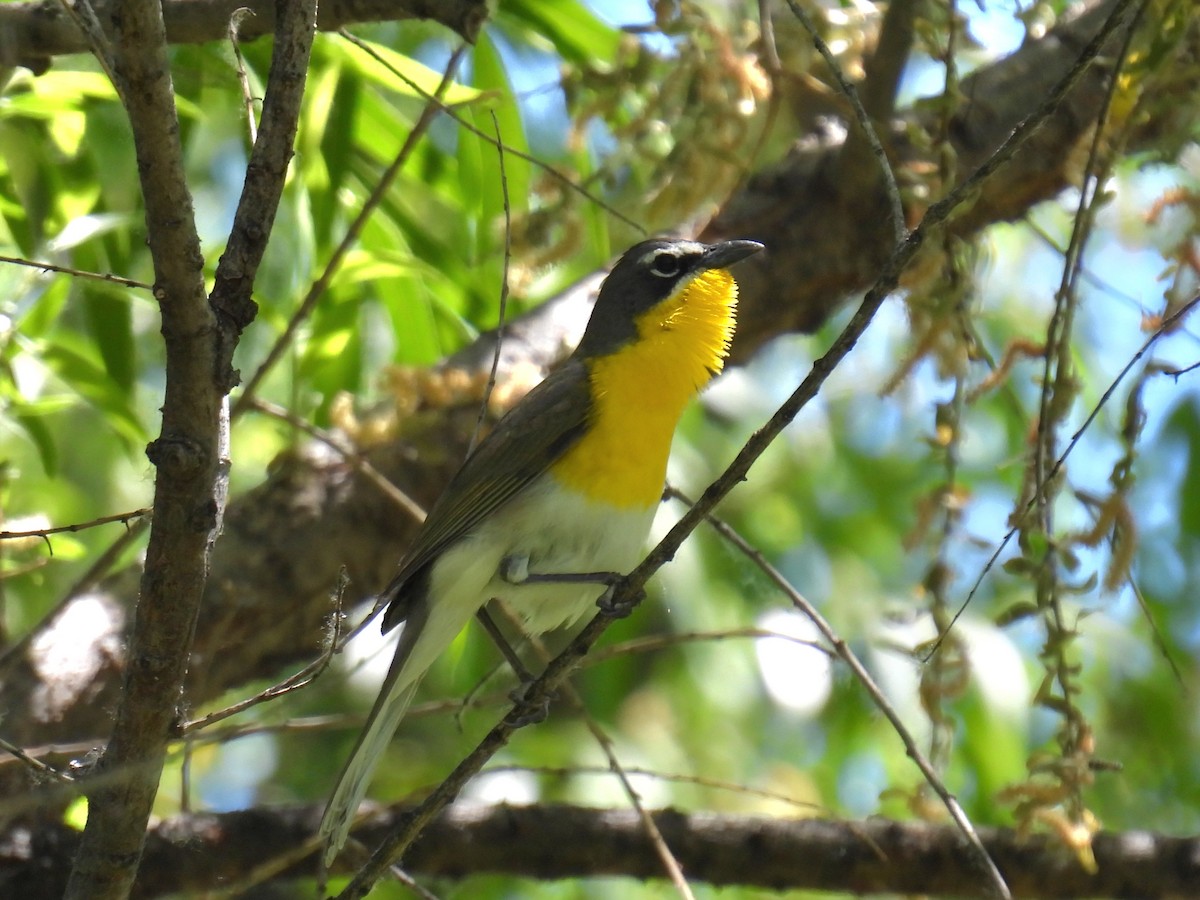 Yellow-breasted Chat - ML618282460