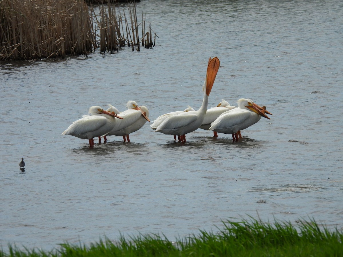 American White Pelican - Peggy Gierhart