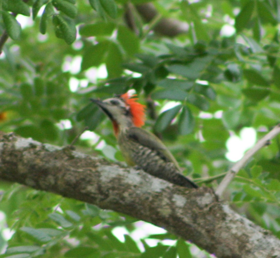 Cuban Green Woodpecker - ML618282517