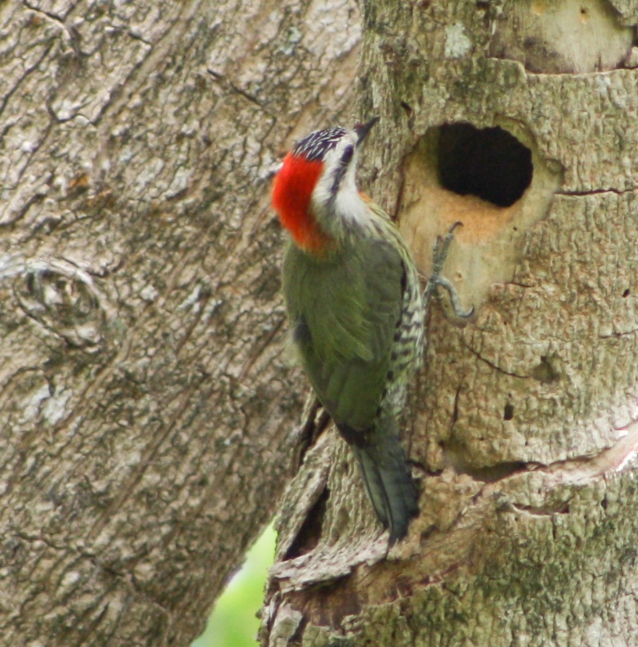 Cuban Green Woodpecker - Serguei Alexander López Perez