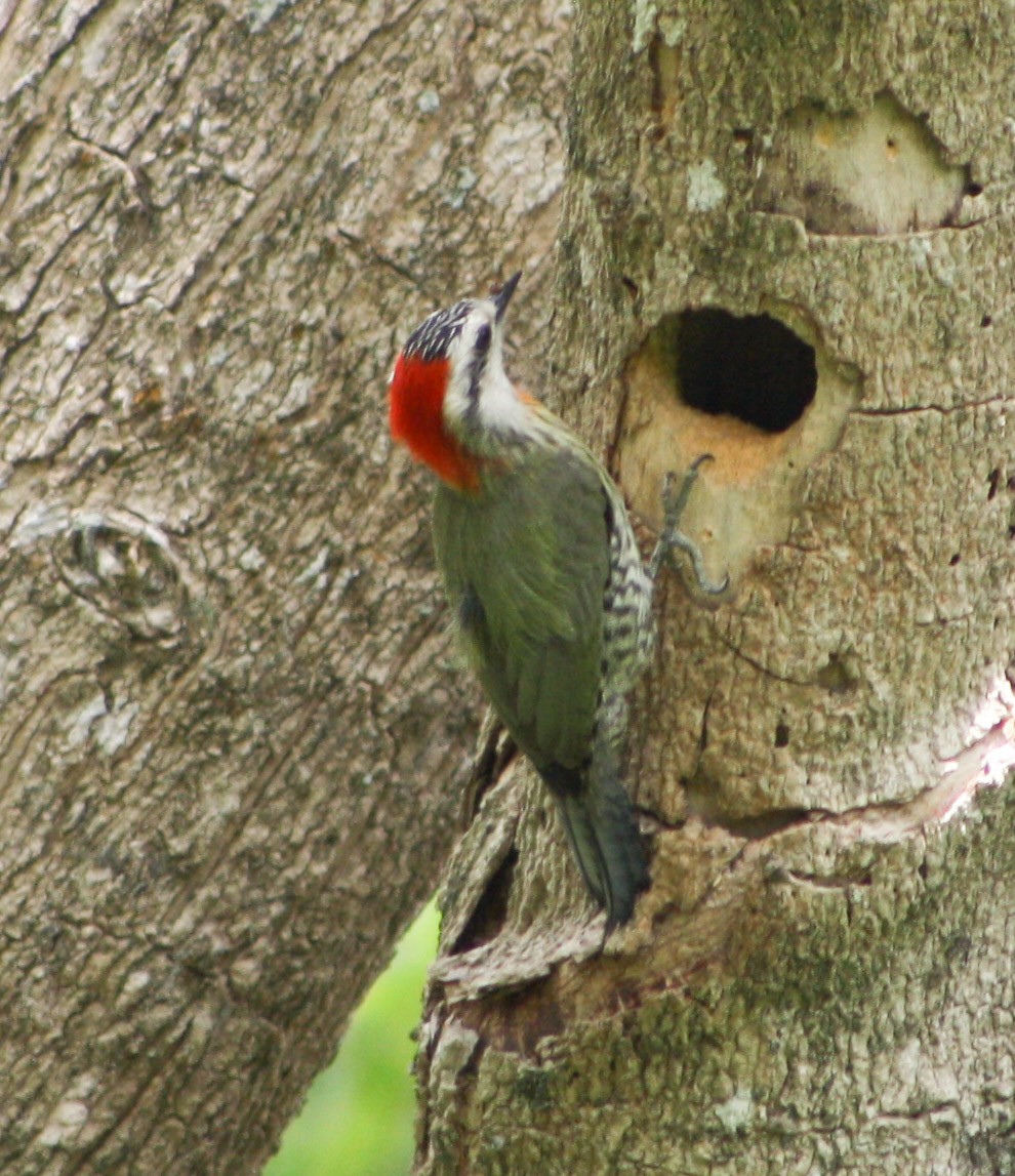 Cuban Green Woodpecker - Serguei Alexander López Perez