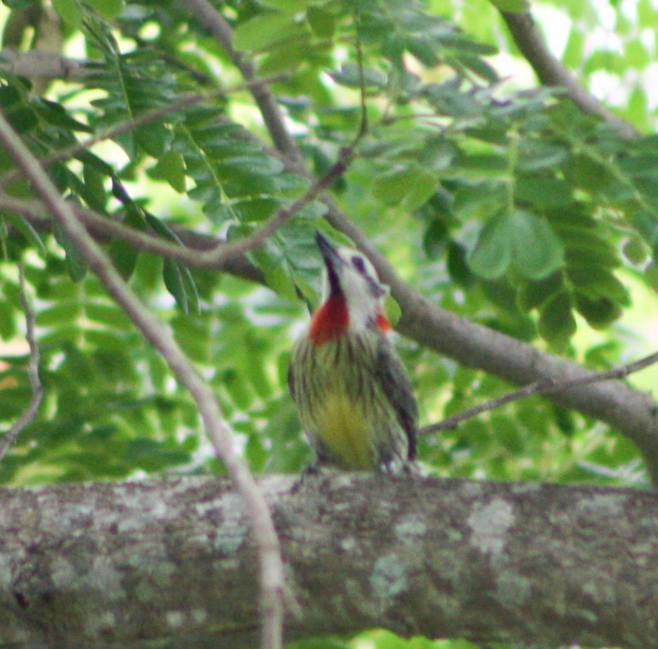 Cuban Green Woodpecker - ML618282522