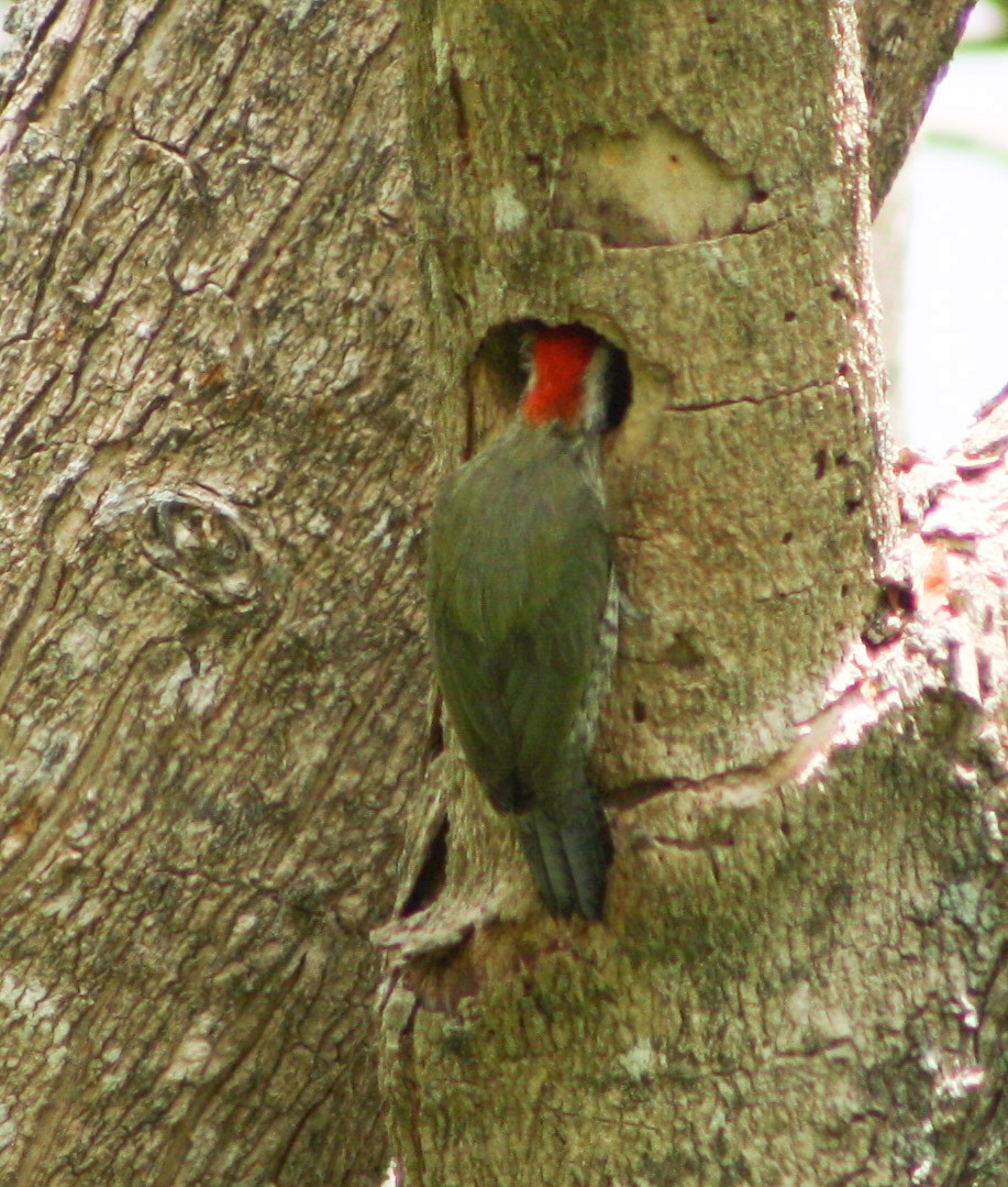Cuban Green Woodpecker - ML618282523