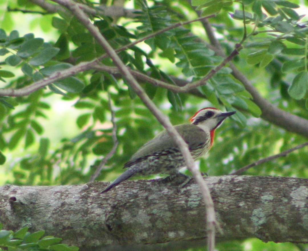 Cuban Green Woodpecker - ML618282524