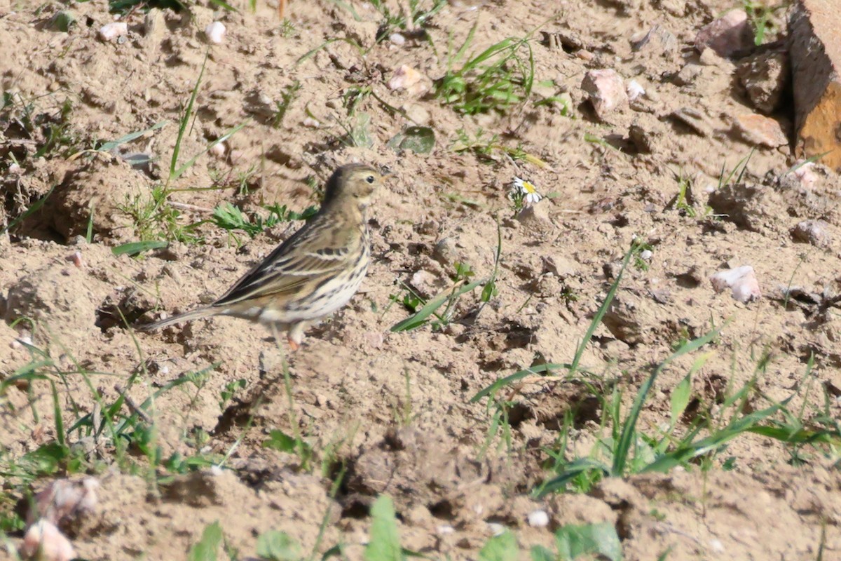 Meadow Pipit - ML618282588