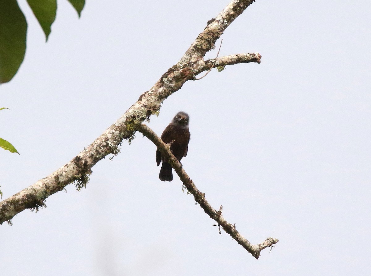 Trauerbartvogel (cinereiceps) - ML618282596