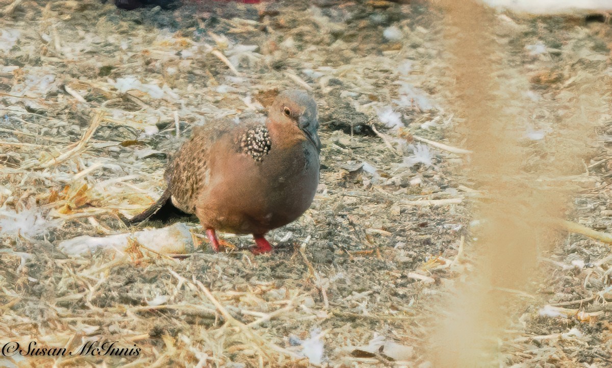 Spotted Dove - ML618282597