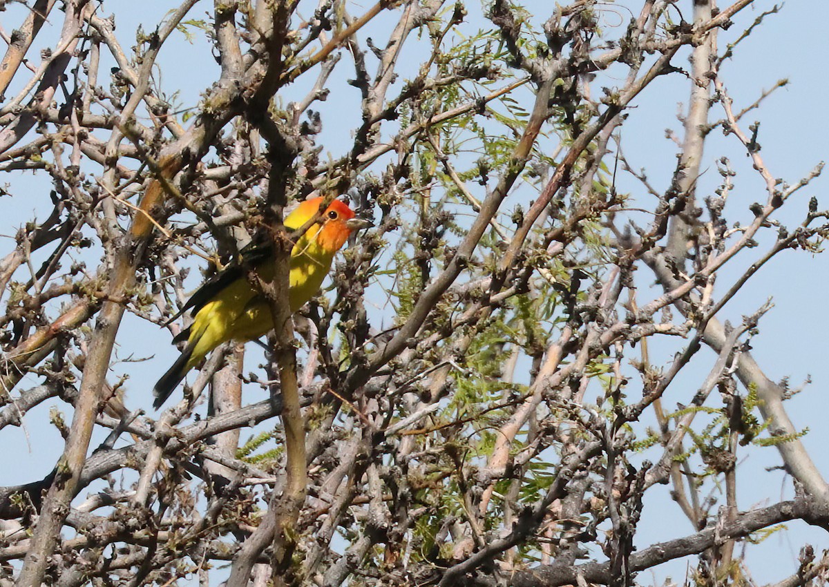 Western Tanager - ML618282624