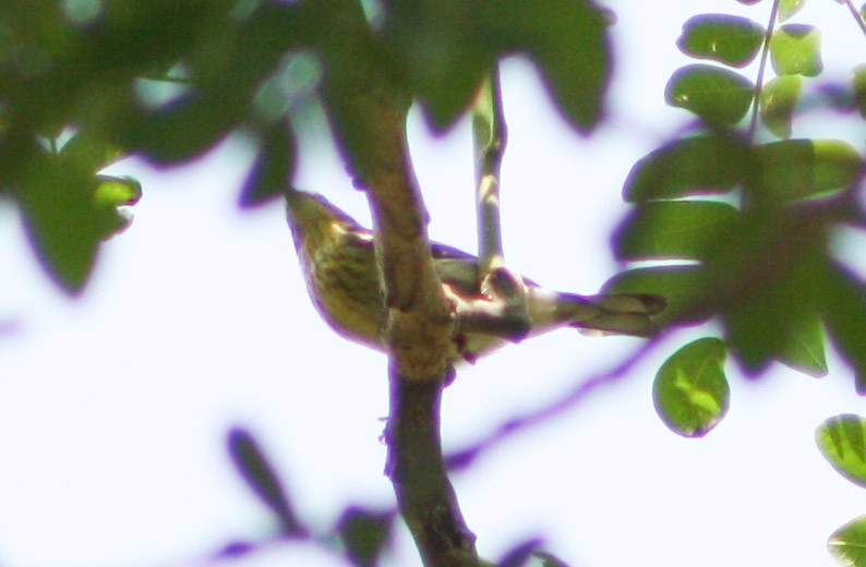 Cape May Warbler - ML618282750