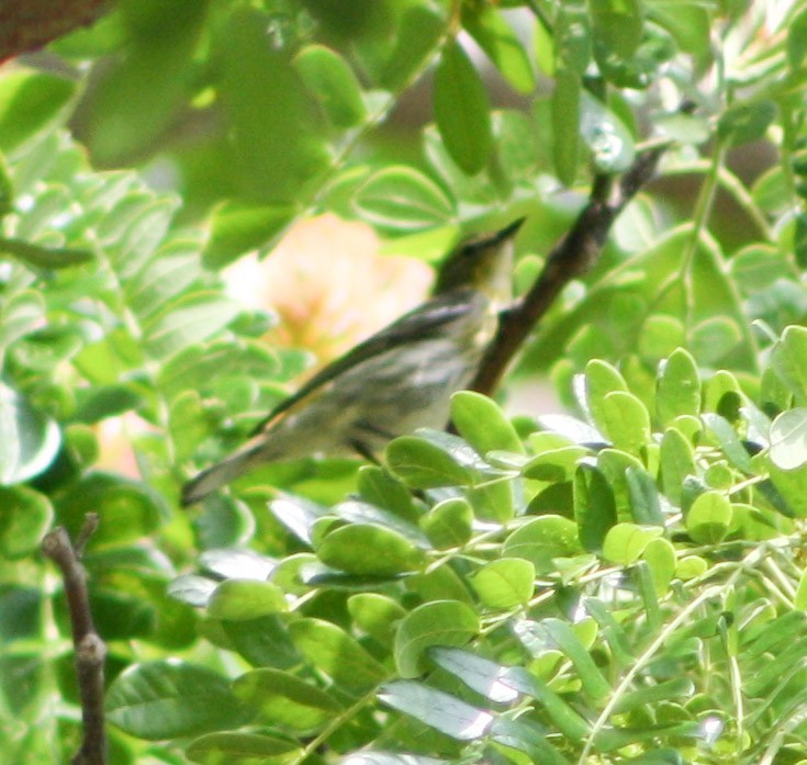 Cape May Warbler - ML618282752