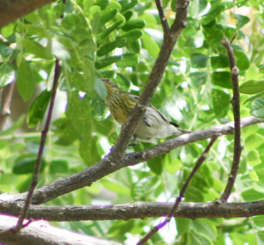 Cape May Warbler - ML618282755