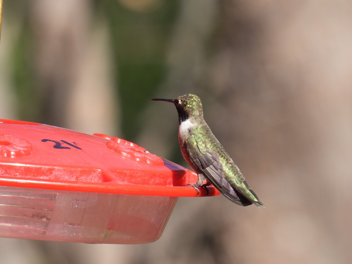 Black-chinned Hummingbird - Joan K