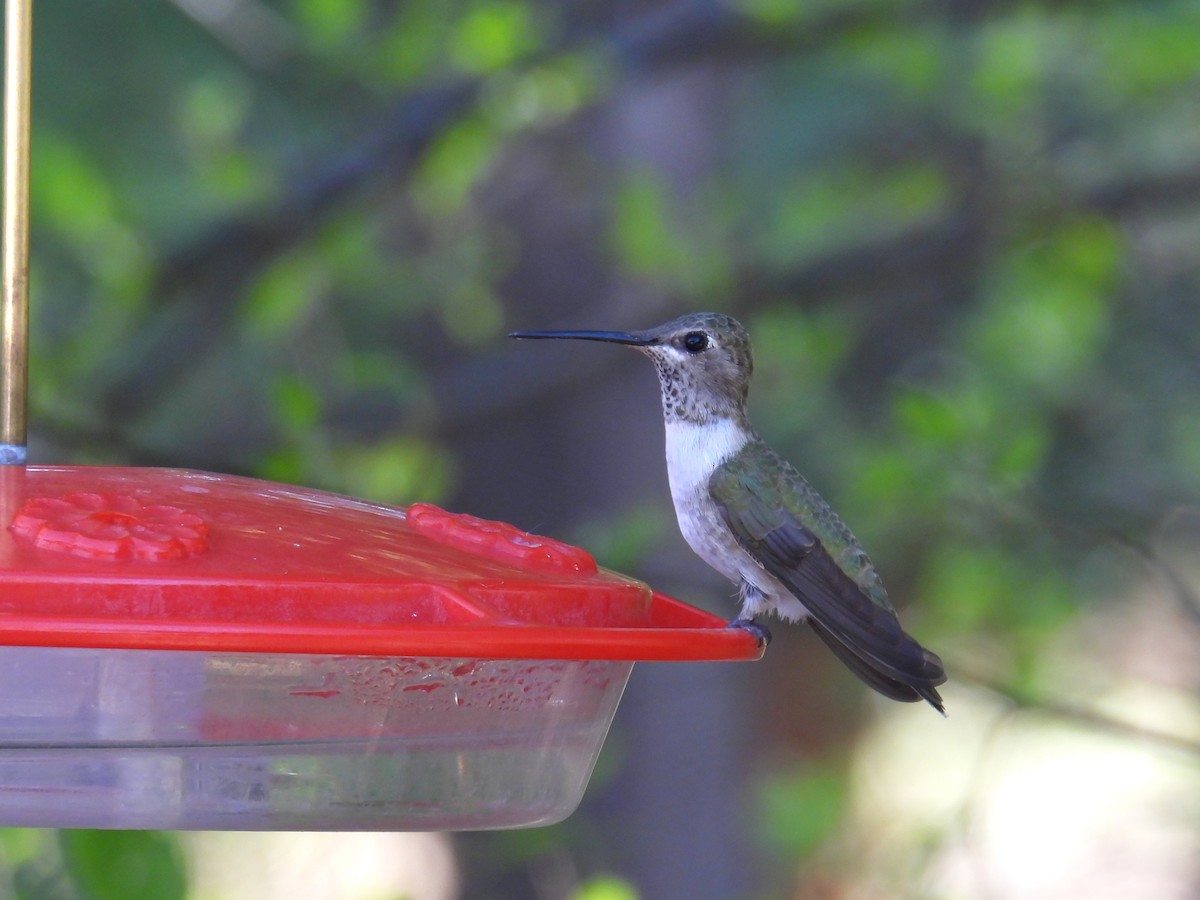 Black-chinned Hummingbird - Joan K