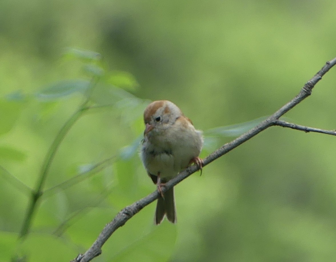 Field Sparrow - Harriet Bell