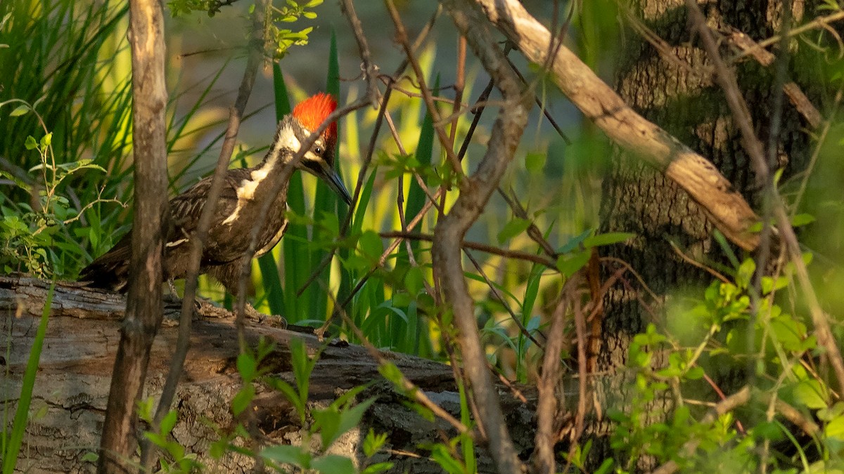 Pileated Woodpecker - ML618282793