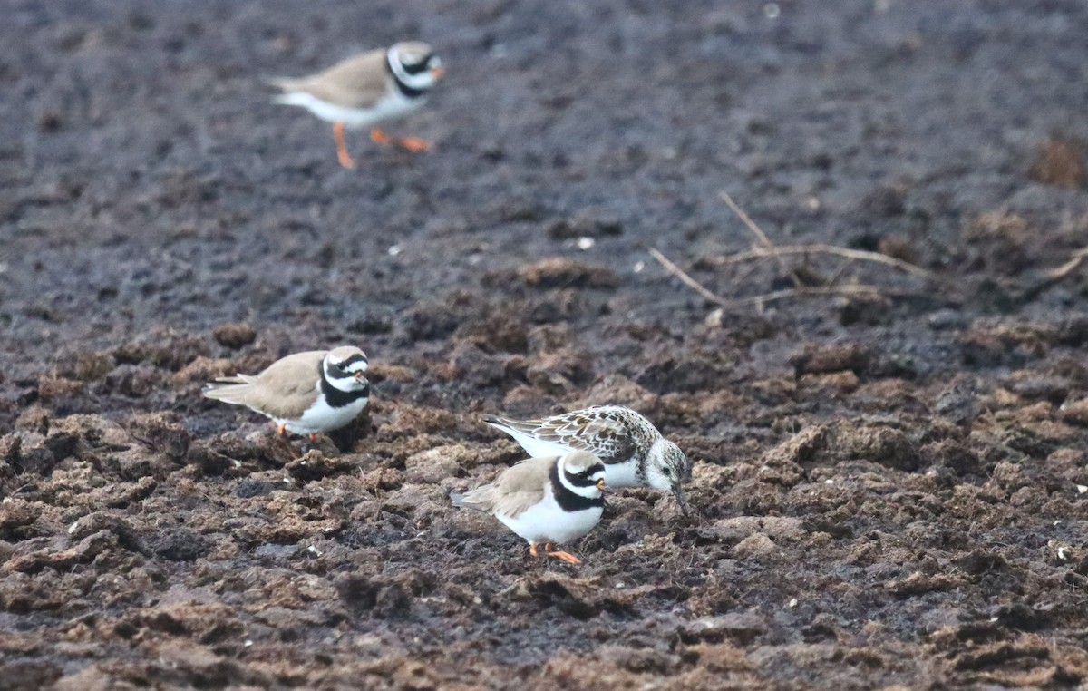 Common Ringed Plover - ML618282799