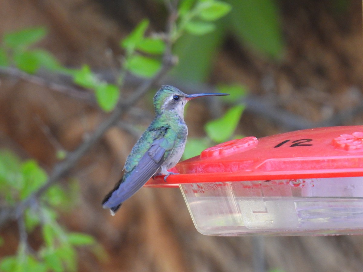 Broad-billed Hummingbird - Joan K
