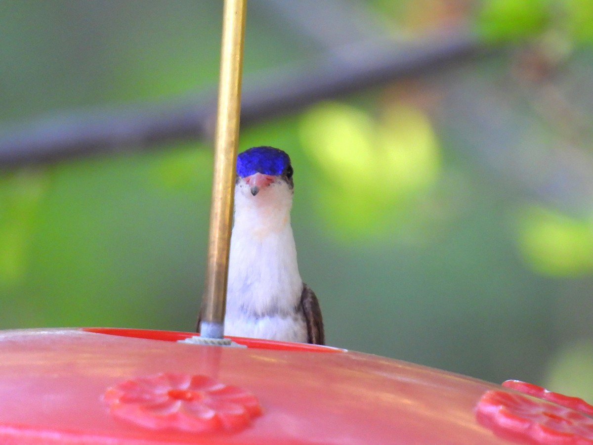 Violet-crowned Hummingbird - Joan K